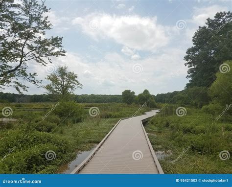 Wood Boardwalk In Wetland With Many Plants Stock Photo Image Of Wood