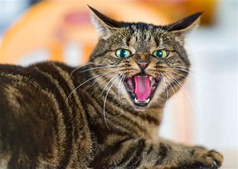 Rabies Infection In Cats World Rabies Day