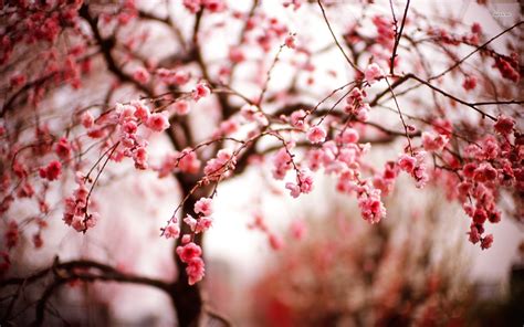 Enjoy The Collection Of Beautiful Wallpapers Cherry Blossoms