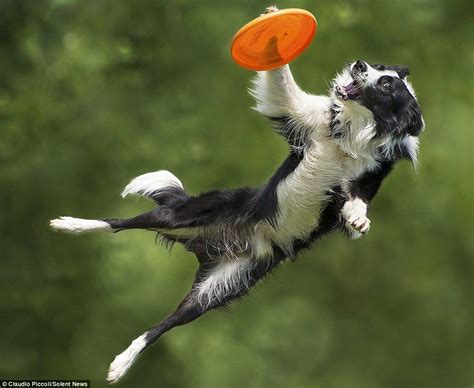 This Is The Amazing Image Of A Border Collie Jumping More Than Six Feet