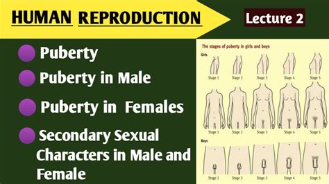 Reproduction In Human Beings Puberty Primary And Secondary Sexual