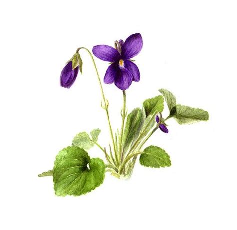 Here i'm listing the colours. Violet Flower Drawing - ClipArt Best
