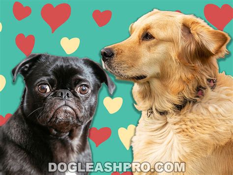 Golden Retriever Pug Mix Complete Guide Dog Leash Pro