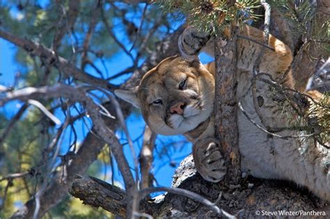 10 Amazing Cougar Facts You Need To Know Discover Wildlife