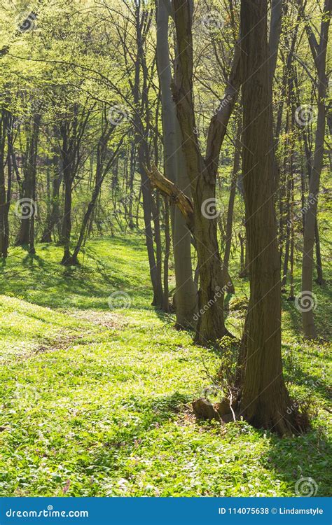 Trees In Forest Early Spring Stock Photo Image Of Landscape Silent