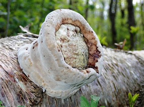 Polypore By Lingha On Deviantart
