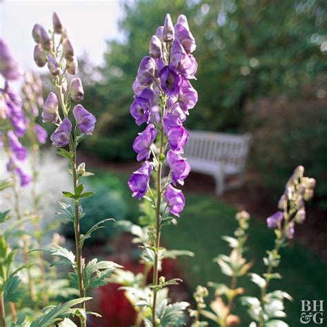 And so you can fill your garden with showy white, magenta, blue, purple and violet flowers in summer and all the way to the end of fall. 17 Perennials That Will Thrive in Shady Gardens | Best ...