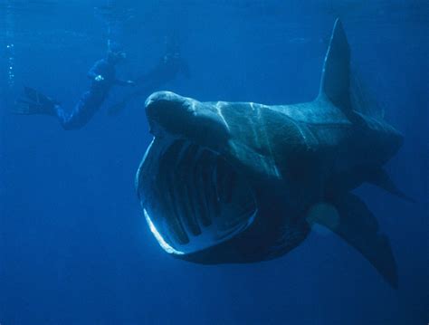 Basking Shark Facts Discover The Worlds Second Largest Fish Species