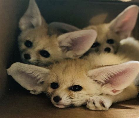 Friendly Fennec Fox Babies For Sale Adoption From Ottawa Gatineau