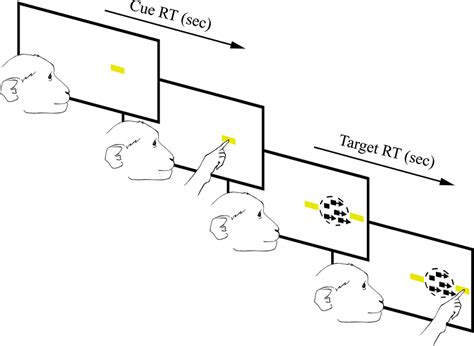 Random Dot Motion And Reward Magnitude Bias Task Cues Appear In The