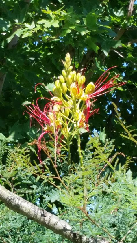 Our Desert Bird of Paradise... - The Garden Crafter