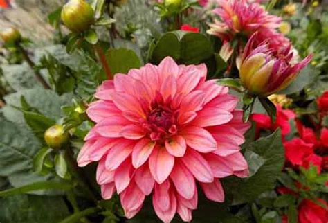 We have provided floral and plant needs in morristown nj since 1976. Morristown Florist, Morristown NJ