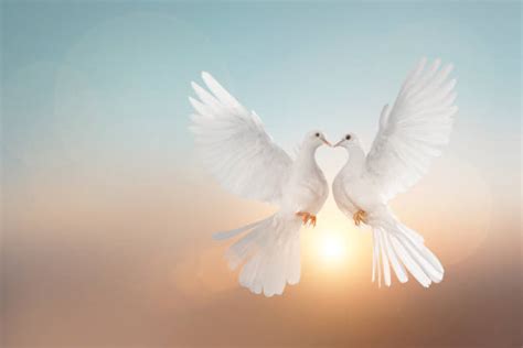 Two Doves With A Heart Stock Photos Pictures And Royalty Free Images