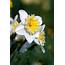 Daffodil Flower Wallpapers