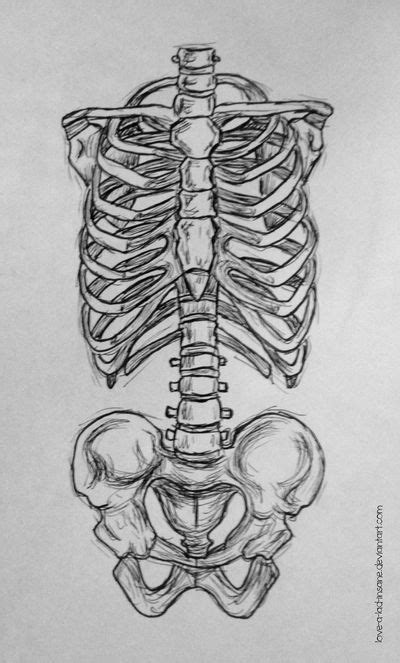 Human rib cage, 3/4 front view skeleton anatomy, human rib cage, skull and bones. Nepali Painting at PaintingValley.com | Explore collection ...