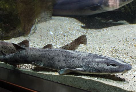Small Spotted Catsharks Zoochat