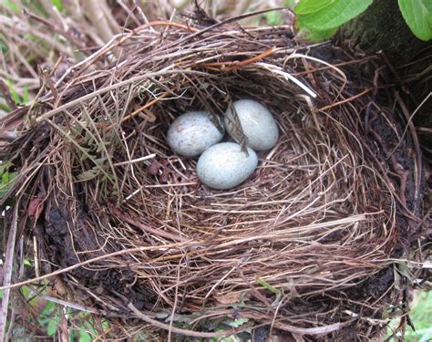 Filebirds Nest By Path Apr 2013 Wikimedia Commons