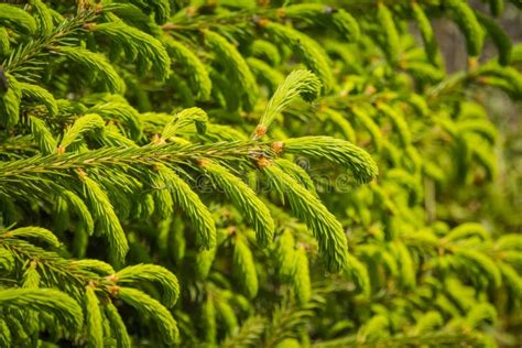 Spring Spruce Tree Branches Stock Photo Image Of Branch Coniferous