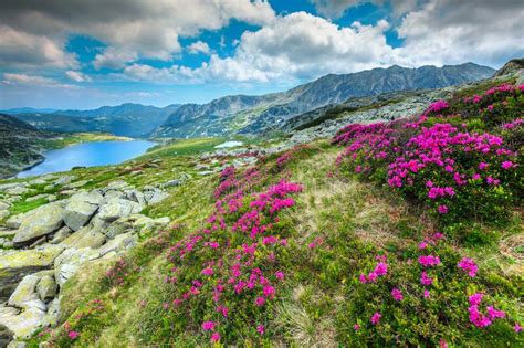 Beautiful Rhododendron Flowers And Bucura Mountain Lakesretezat