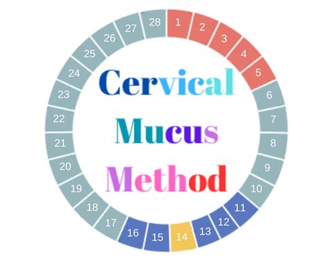 The Cervical Mucus Method For Ovulation Tracking