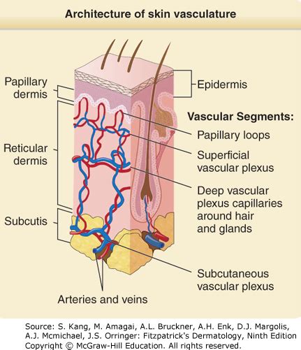 Cutaneous Vasculature Fitzpatrick S Dermatology E Accessmedicine Mcgraw Hill Medical