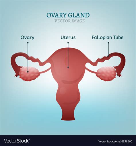 Ovary Gland Image Royalty Free Vector Image Vectorstock