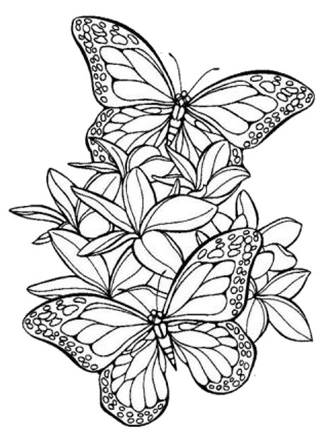 10 Disegni Di Farfalle Da Colorare Butterfly Coloring Page Butterfly