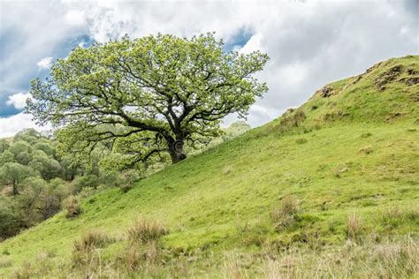 Beautiful Oak Tree Growing On A Hill In Scotland Stock Image Image Of
