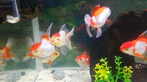 Spawning Mating Behaviour Of My Goldfish Part 2 Youtube