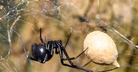 Spiders In Florida Series Southern Black Widow Drive Bye Pest