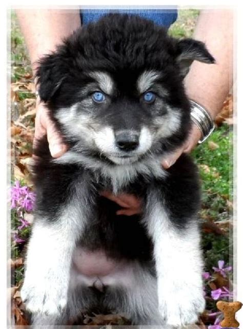 But before you do that, read some tips on how to choose a good and responsible breeder. black husky wolf mix puppies | Zoe Fans Blog | Cute Baby ...