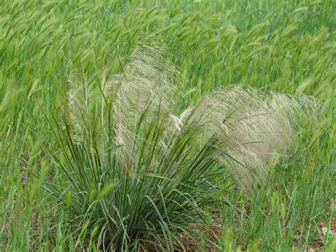 Australian Native Grasses Mallee Native Plants
