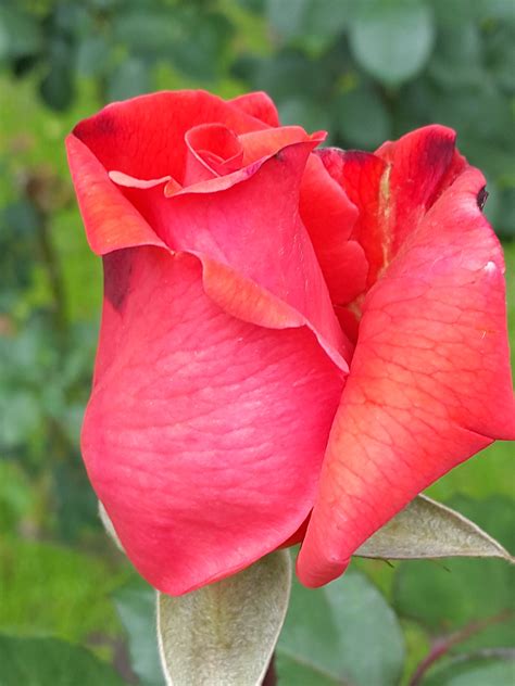 Gambar Alam Menanam Daun Bunga Berwarna Merah Muda Flora Bunga
