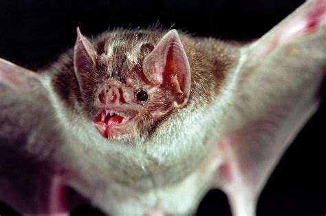 Blood Sucking Vampire Bats Have Concerned Texas Officials For Years