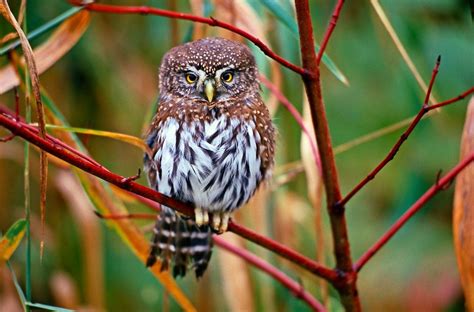 19 Fun Owl Facts You Should Know Birds And Blooms