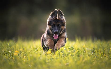 Download Wallpapers German Shepherd Running Dog Puppy Lawn Cute