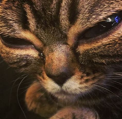 Matilda The Alien Cat Meet The Glassy Eyed Moggy With 30000 Instagram
