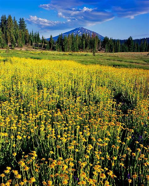 Golden Meadow Mt Bachelor Mike Putnam Photography Oregon