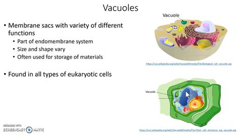 Vacuoles Definition