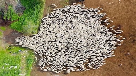 Sheep Herding Patterns As Seen By A High Flying Drone The Kid Should