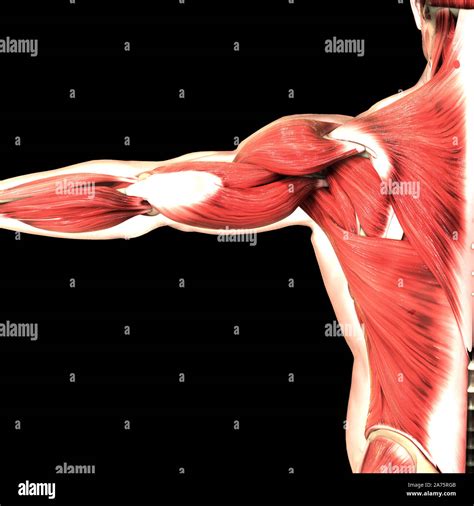 Menschliche Körper Muskulatur Anatomie Stockfotografie Alamy