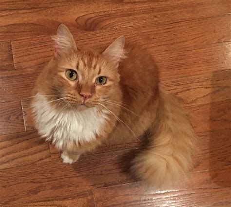 Lost Cat Longhaired Orange Tabby In Aberdeen Update Found Pets