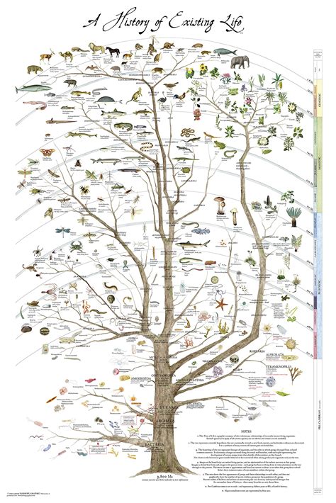 Buy Fairhope Tree Of Life Print Science Natural History Of Existing