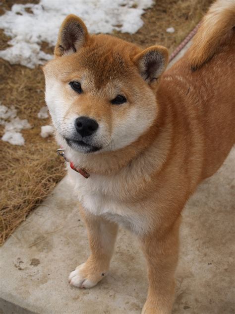 Learn more view details *payments as low as $95.24 / mo + signature puppy. Shiba Inu - Poochpedia
