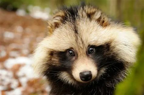 Raccoon Or Dog Tanuki Is A Bit Of Both 12 Pictures Animals Look