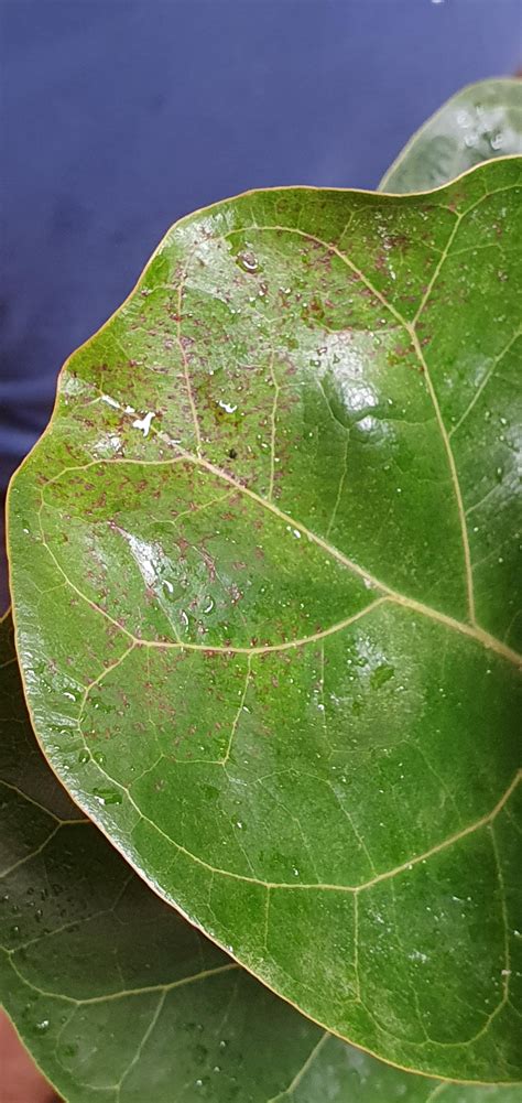 Ficus Lyrata Brown Spots And Lower Leaves Yellowing Help Rplantclinic