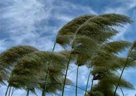 The Meaning And Symbolism Of The Word Wind