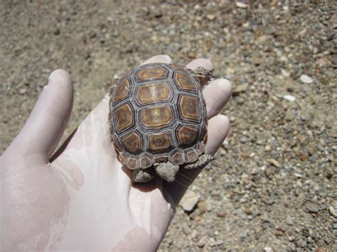 Werc Baby Desert Tortoise Us Geological Survey
