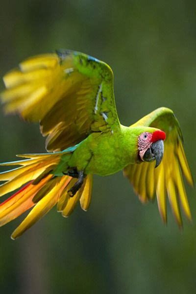 Can Parrots Fly Parrot Flying Best Pet Birds Parrot