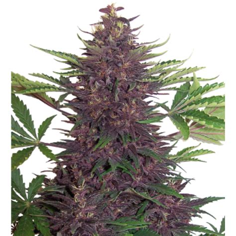 Purple Kush Auto Cannabis Seeds From Buddha Seeds